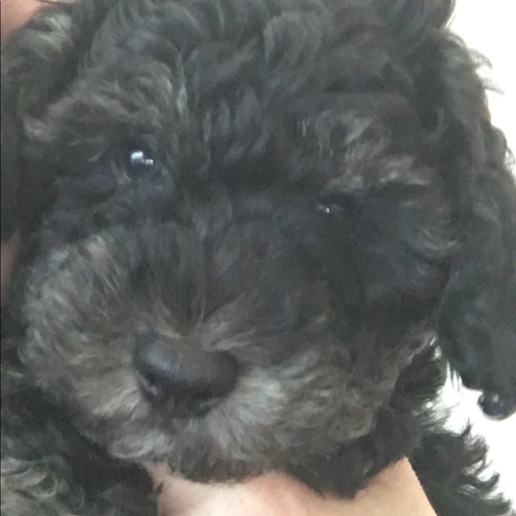 Meet your Posher, Kimberly - Picture 7 of 7